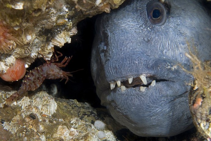 Угревидная зубатка