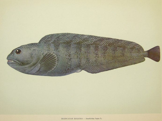 Морской волк рыба