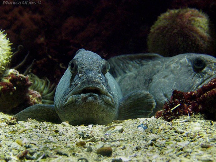 Угревидная зубатка