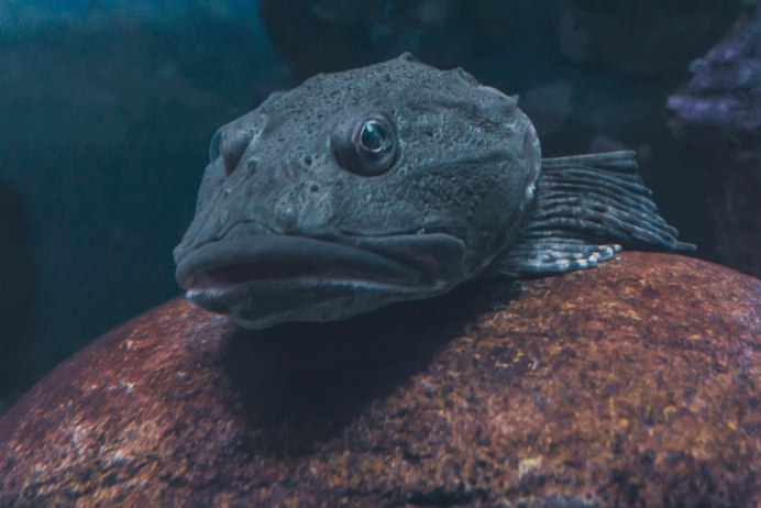 Угревидная зубатка