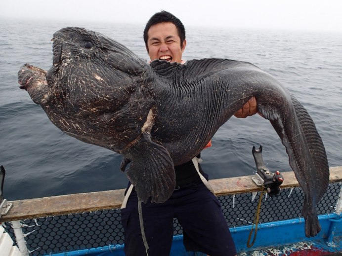 Угревидная зубатка