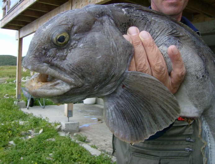 Atlantic Wolffish