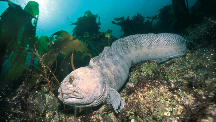 Аньюмара рыба волк