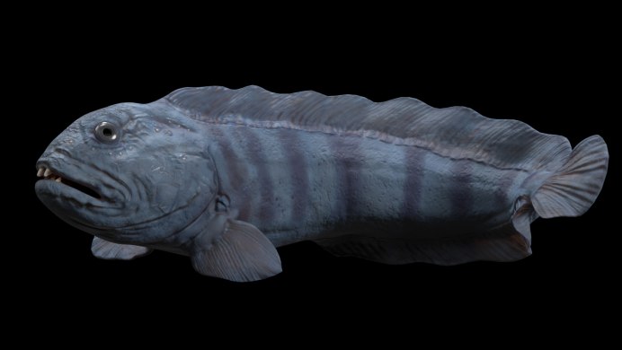 Зубатка полосатая