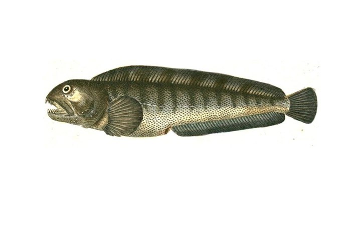 Атлантическая полосатая зубатка