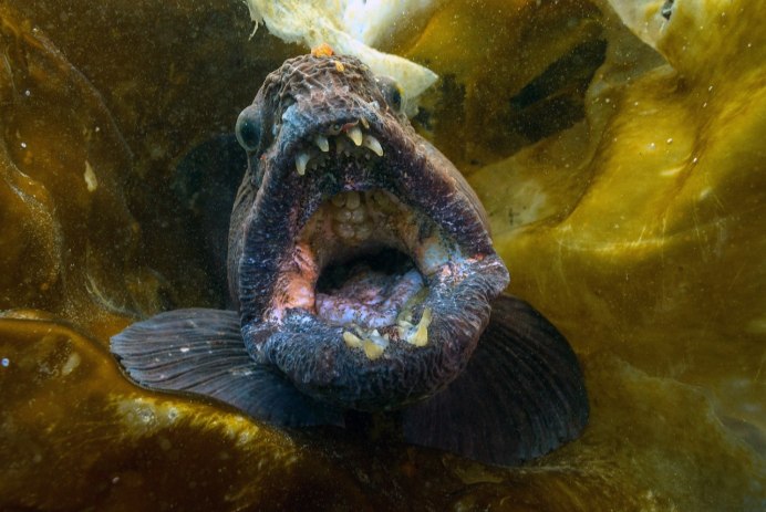 Рыба зубатка