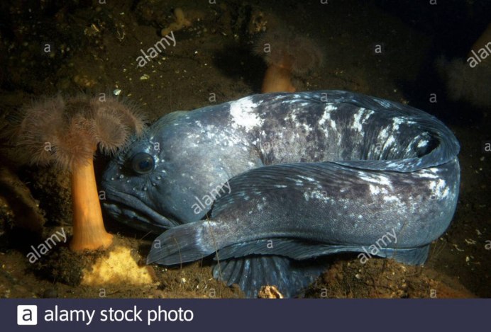 Морские существа в речки