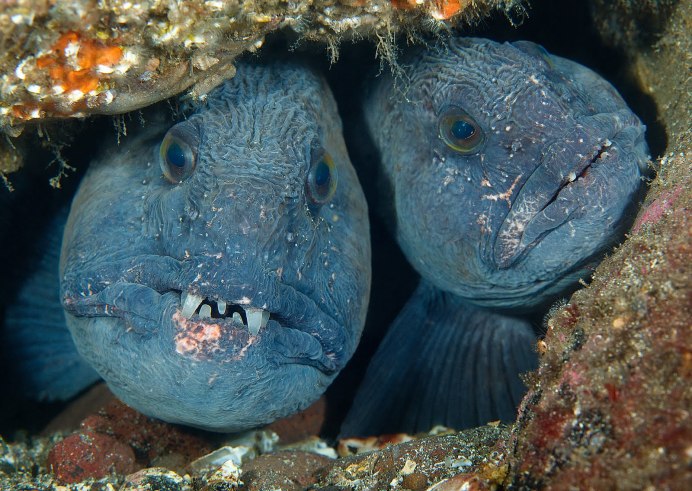 Зубатка полосатая