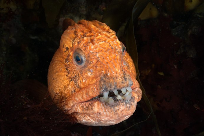 Рыба зубатка Дальневосточная