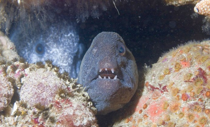 Треска рыбалка Баренцево море