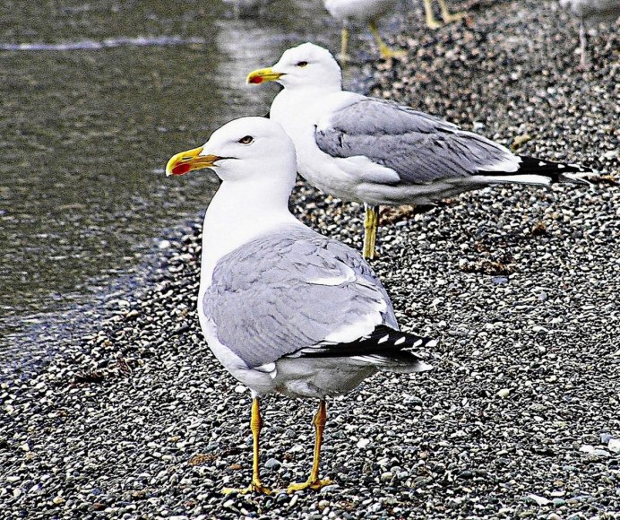 Ма́лая Ча́йка ( Hydrocoloeus minutus)