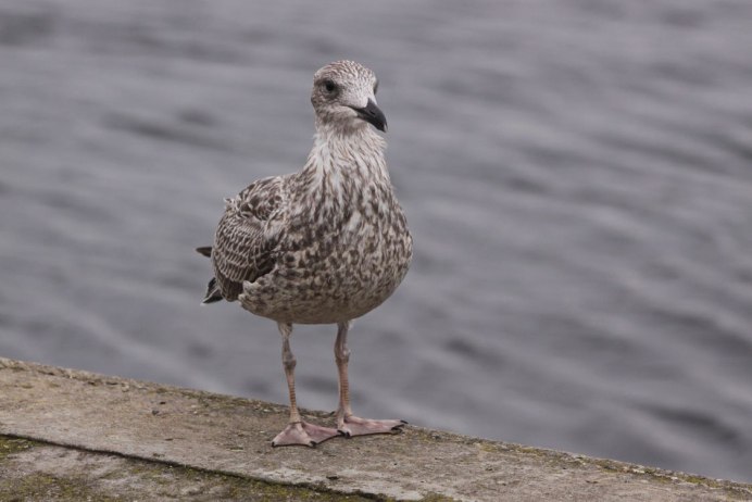 Серебристая Чайка Larus argentatus