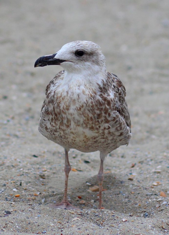 Larus michahellis
