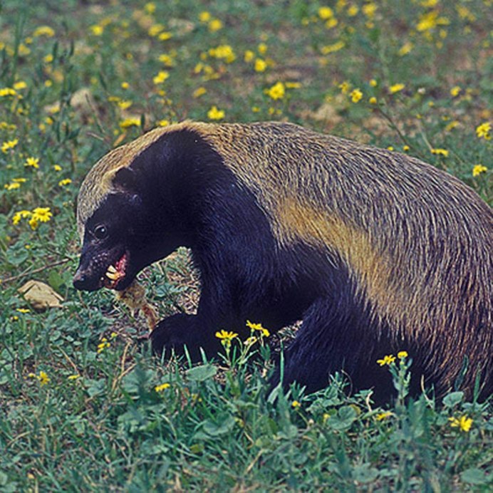 Малайский медоуказчик