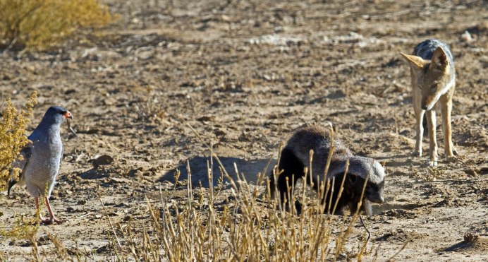 Медоед медоуказчик симбиоз
