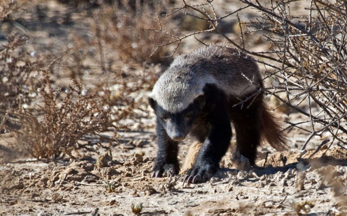 Медоед и птица медоуказчик