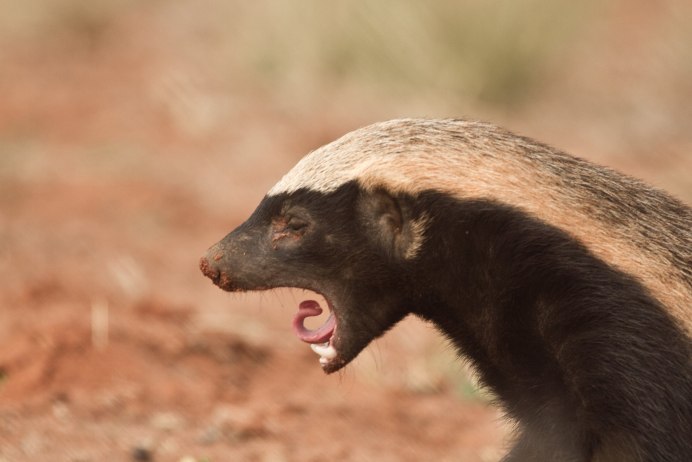 Африканский медоуказчик