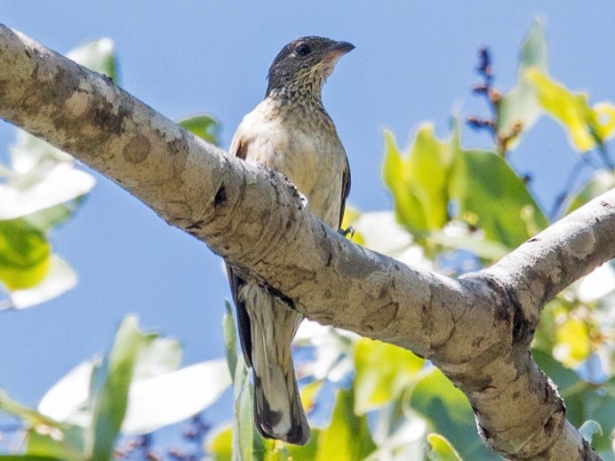 Пятнистый медоуказчик