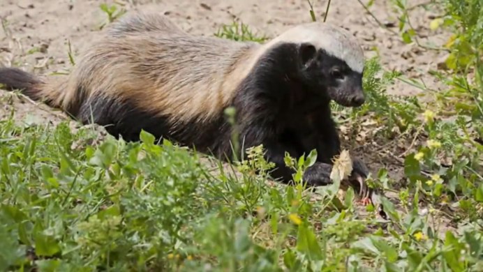 Медоед порода