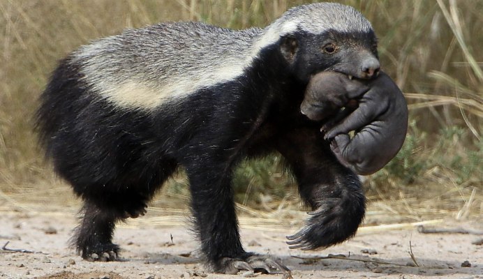 Медоуказчик птица