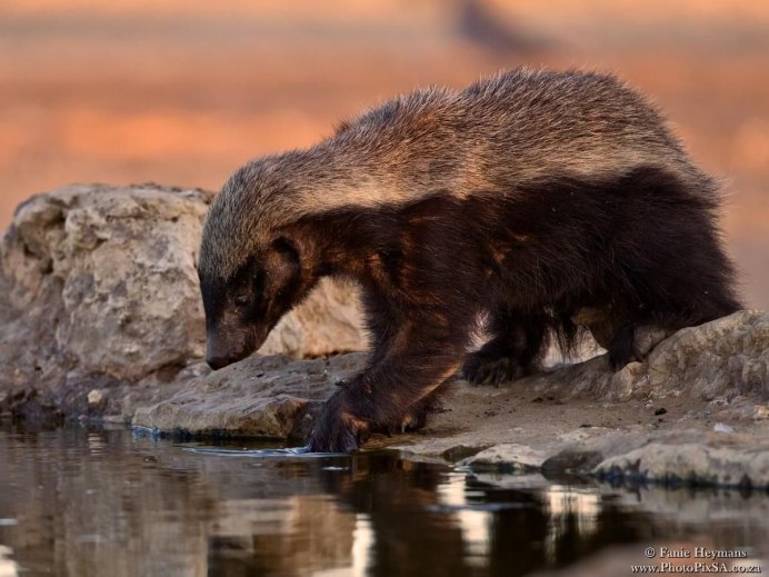 Мёдоуказчик птица