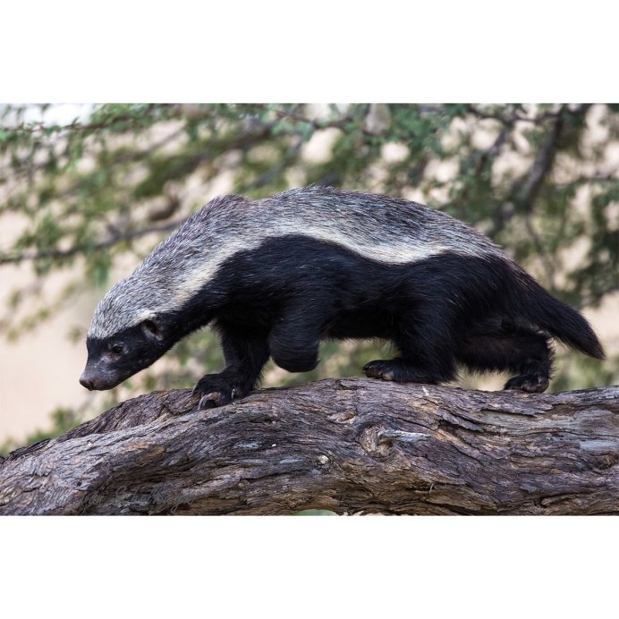 Медоед Росомаха выдра