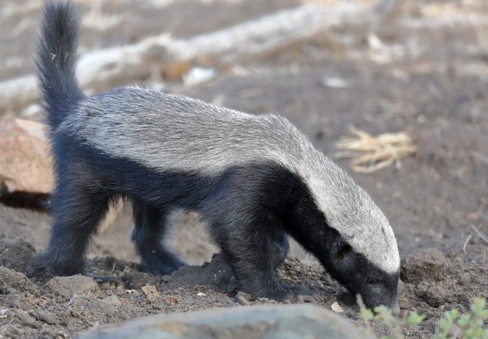 Медоед на аву