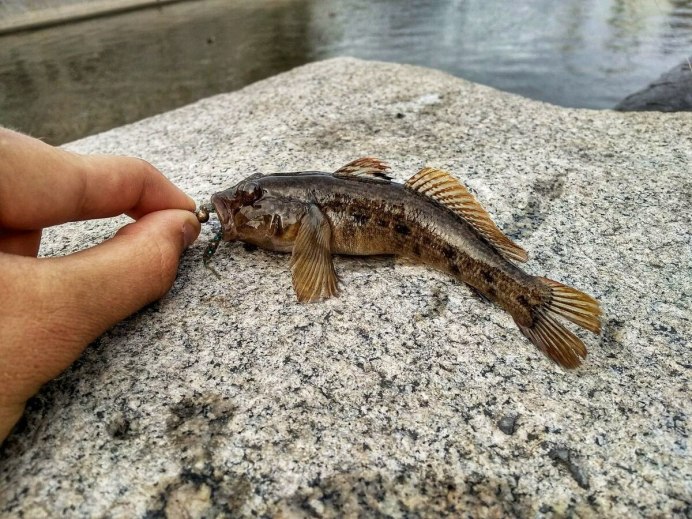 Бычок рыба Азовское море