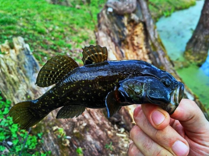 Neogobius gymnotrachelus
