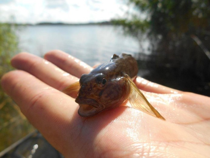 Длиннохвостый водоплавающий живет в воде 400 лет а