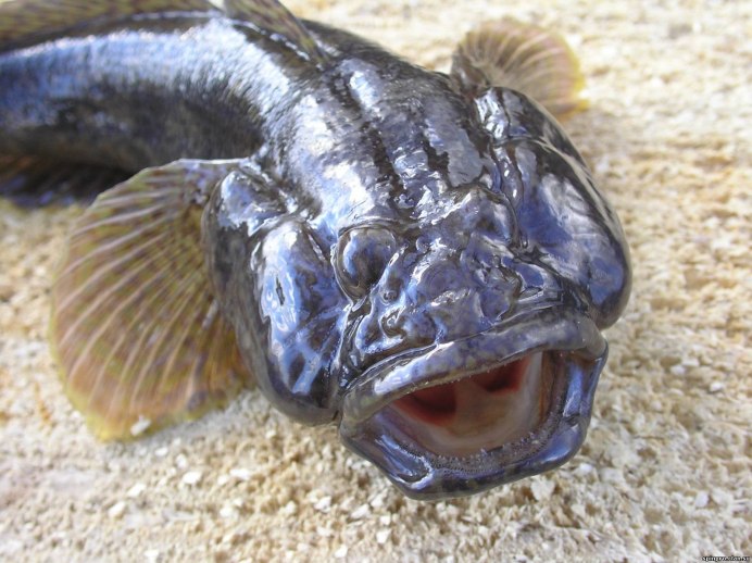 Морской Ерш скорпена