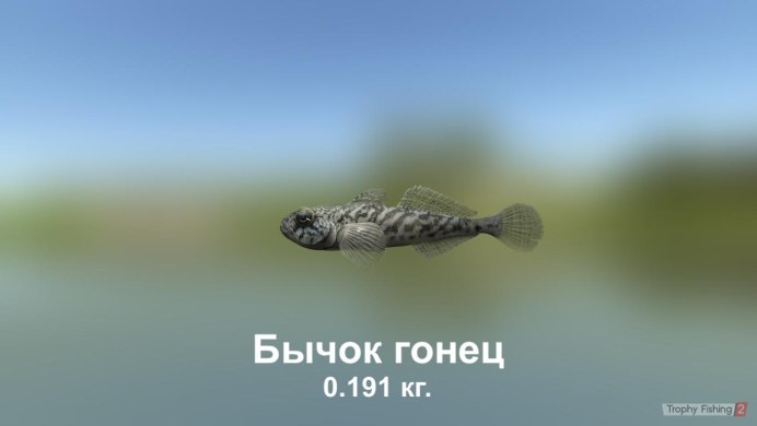 Бычок рыба Черноморский