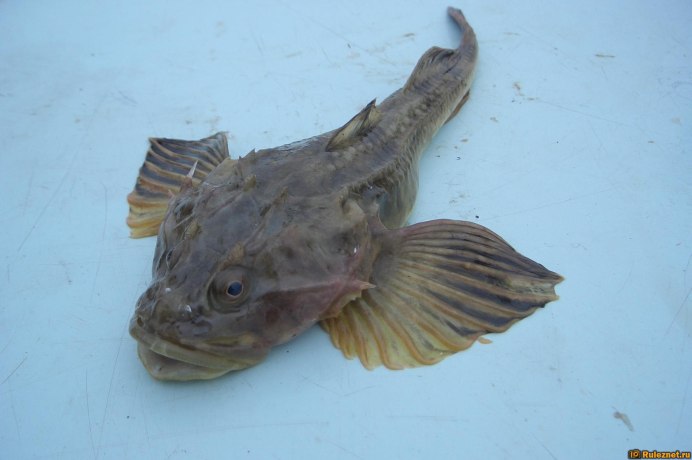 Обыкновенный подкаменщик (COTTUS gobio)