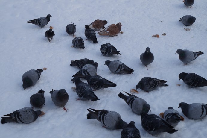 Зимовка птиц в городе