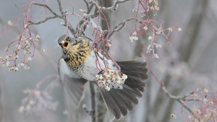 Дрозд-рябинник (turdus pilaris)