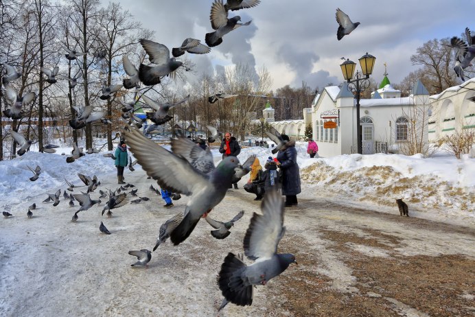 Голуби зимой в Москве