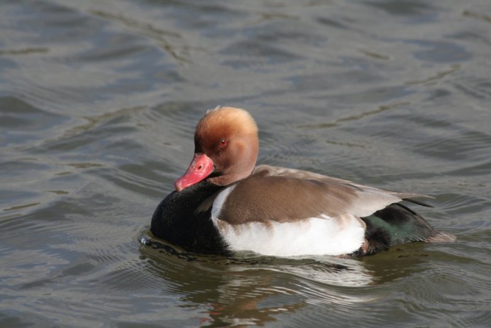 Красношейная поганка (Podiceps auritus)