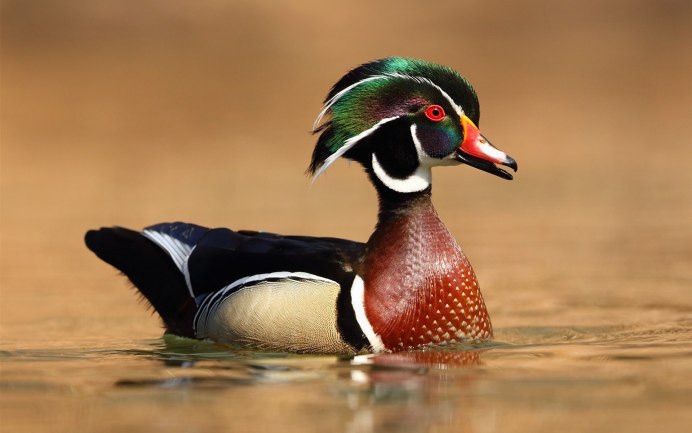 Поганка малая (Podiceps ruficollis)