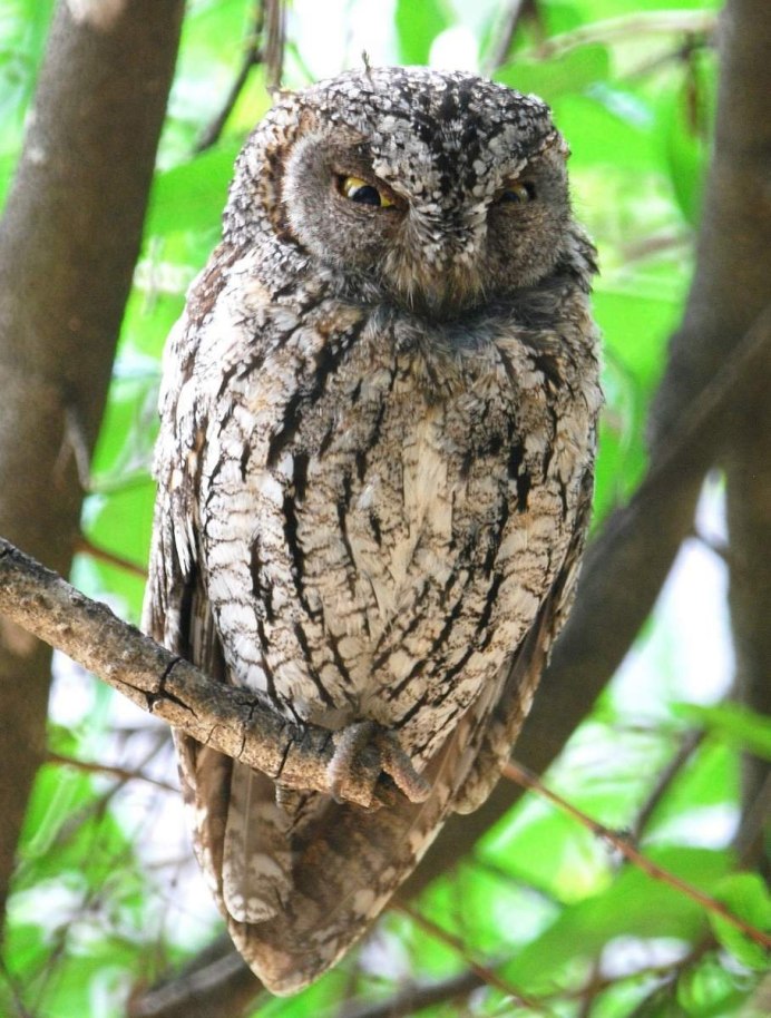 Otus brookii — малайская совка