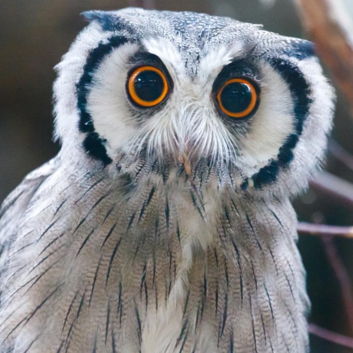 Сплюшка Otus SCOPS