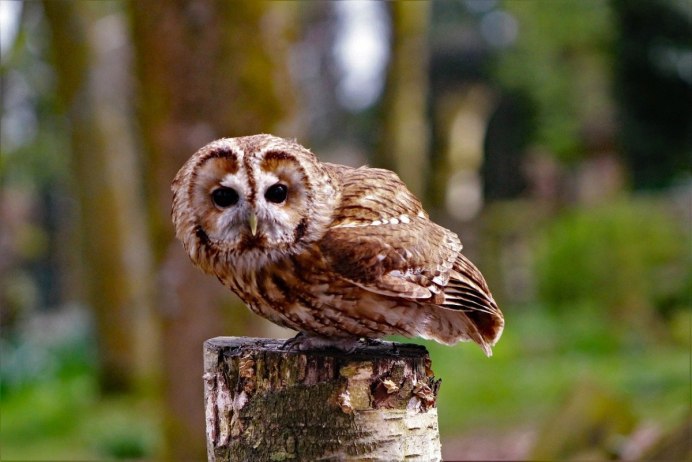 Сплюшка Otus SCOPS
