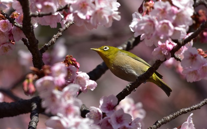 Cyanistes varius — Тиссовая синица