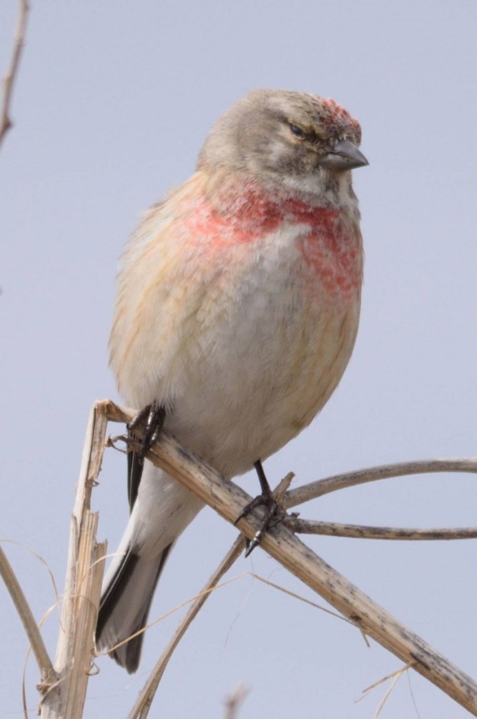 Carduelis flammea