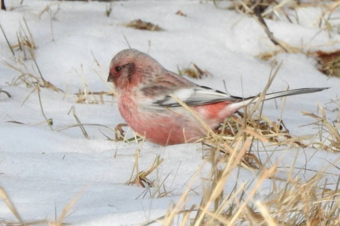 Сибирская чечевица (Carpodacus roseus (Pall.)