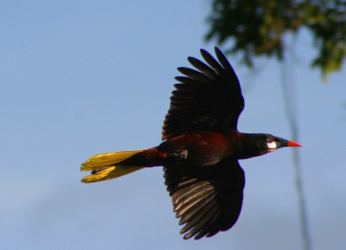 Psarocolius Cassini