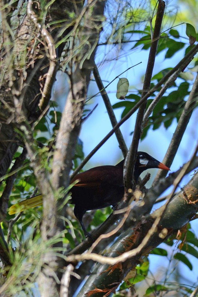 Crested Oropendola