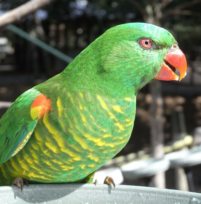 Краснокрылый тонкоклювый попугай