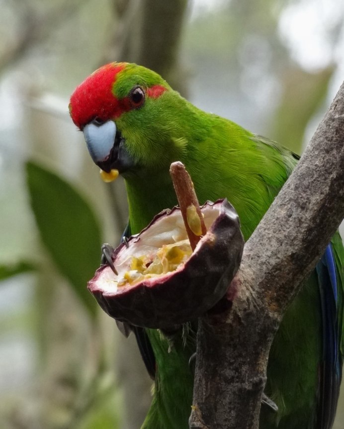 Неразлучники попугаи