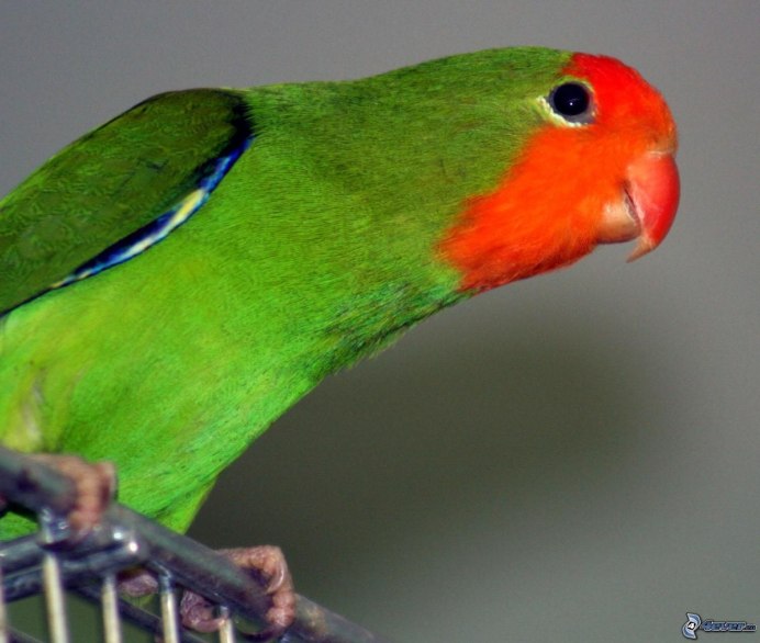 Попугай чернокрылый неразлучник