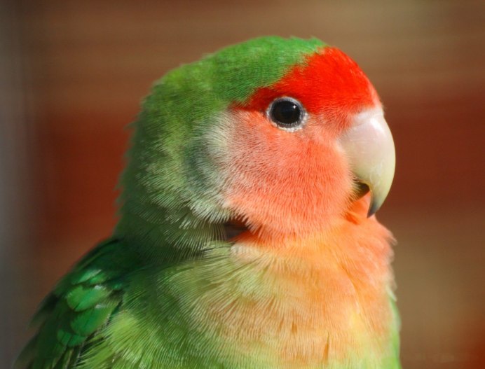 Попугай Розелла красно желтая